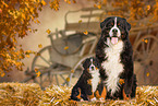 2 Berner Sennenhunde