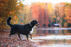 Berner Sennenhund