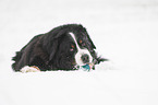 Berner Sennenhund liegt im Schnee