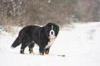 Berner Sennenhund steht im Schnee