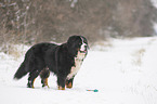 Berner Sennenhund steht im Schnee