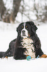 Berner Sennenhund liegt im Schnee