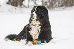 Berner Sennenhund liegt im Schnee