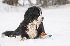 Berner Sennenhund liegt im Schnee