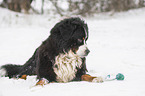 Berner Sennenhund liegt im Schnee
