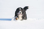 Berner Sennenhund luft durch den Schnee