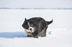 Berner Sennenhund im Winter