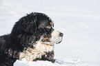 Berner Sennenhund liegt im Schnee