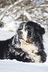 Berner Sennenhund liegt im Schnee