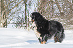 Berner Sennenhund steht im Schnee