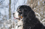 Berner Sennenhund Portrait