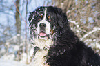 Berner Sennenhund Portrait