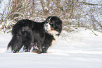 Berner Sennenhund steht im Schnee
