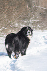 Berner Sennenhund steht im Schnee