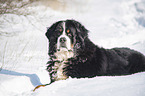 Berner Sennenhund liegt im Schnee