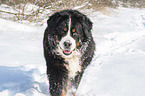 Berner Sennenhund luft durch den Schnee