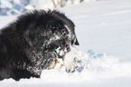 Berner Sennenhund liegt im Schnee