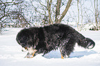 Berner Sennenhund im Winter