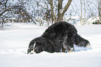Berner Sennenhund im Winter