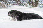 Berner Sennenhund liegt im Schnee