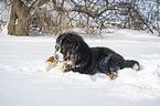 Berner Sennenhund liegt im Schnee