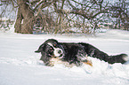 Berner Sennenhund liegt im Schnee