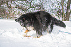 Berner Sennenhund im Winter