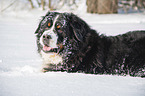 Berner Sennenhund liegt im Schnee