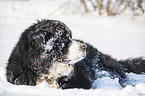 Berner Sennenhund liegt im Schnee