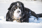 Berner Sennenhund liegt im Schnee