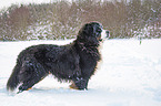 Berner Sennenhund steht im Schnee