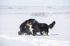 2 Berner Sennenhunde im Schnee