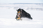 2 Berner Sennenhunde im Schnee
