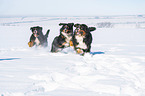 3 Berner Sennenhunde im Schnee