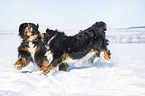 2 Berner Sennenhunde im Schnee