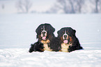 2 Berner Sennenhunde im Schnee