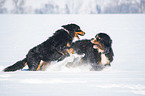 2 Berner Sennenhunde im Schnee