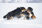 2 Berner Sennenhunde im Schnee