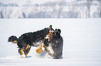 2 Berner Sennenhunde im Schnee