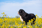 Berner Sennenhund