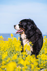 Berner Sennenhund Portrait