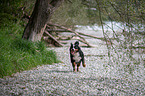 rennender Berner Sennenhund