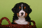 Berner Sennenhund Welpe