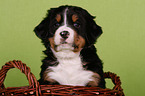 Berner Sennenhund Welpe