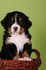 Berner Sennenhund Welpe