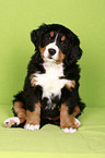 Berner Sennenhund Welpe