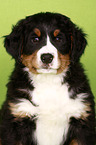 Berner Sennenhund Welpe