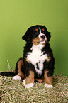 Berner Sennenhund Welpe