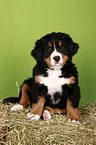 Berner Sennenhund Welpe