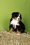 Berner Sennenhund Welpe